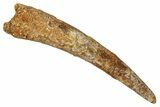 Fossil Pterosaur (Siroccopteryx) Tooth - Morocco #354857-1